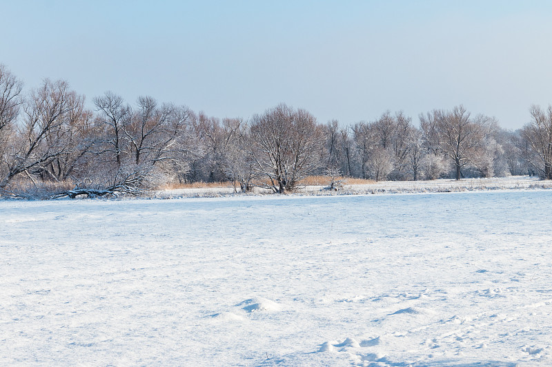 冬季的乡村景观是白雪皑皑的草地和被雪覆盖的树木预览效果