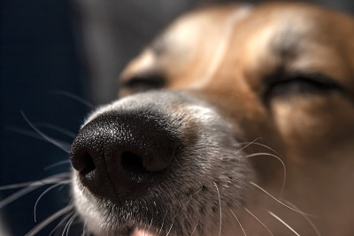 近距离观察威尔士柯基犬的黑鼻子。在阳光明媚的一天。美丽的漫画动物