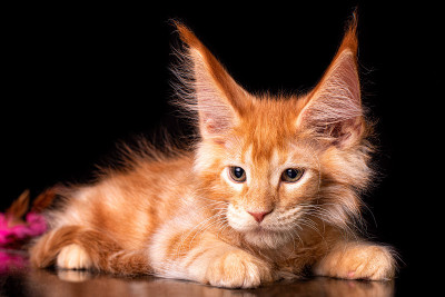 黑色背景上的缅因猫。