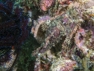 一种有穗蝎子鱼(Scorpaenopsis oxycephala)