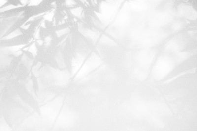 白色墙壁上灰色的叶子影子。