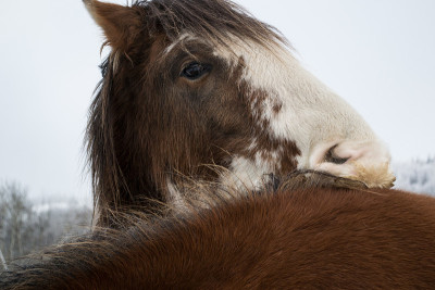 Clydesdales