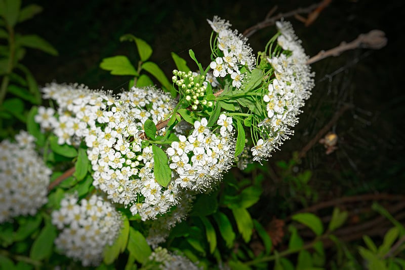 花园花绣线菊的特写。