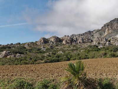 在El Torcal de antequera的基础上的灌木丛和植被的观点