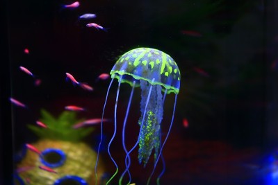水母
