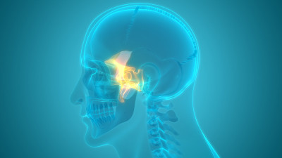 人类骨骼头骨部分蝶骨解剖学