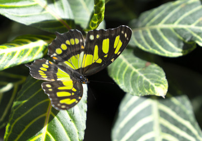 孔雀石(Siproeta stelenes)蝴蝶栖息在叶子上。