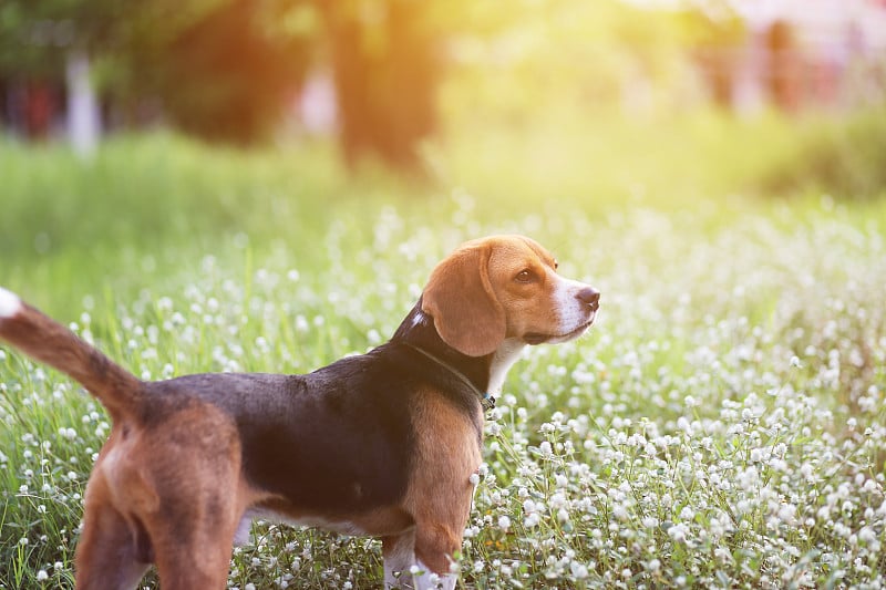 田野里一只可爱的小猎犬。