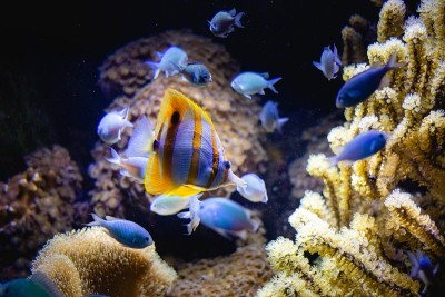 海洋生物