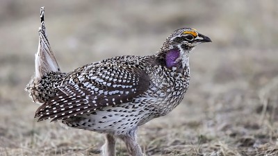 尖尾松鸡(Tympanuchus phasianellus)，也被称为尖尾松鸡或火松鸡。中等大小的草