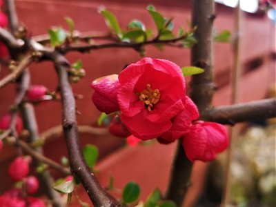 花园花-日本榅桲