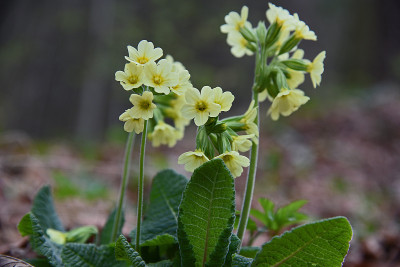 Schlüsselblume