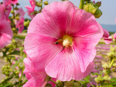 芙蓉在田野里