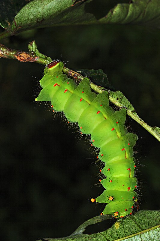 印度月球毛虫(Actias selene)