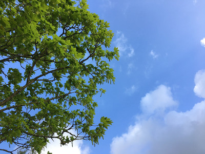 2018年5月，小梧桐树开花