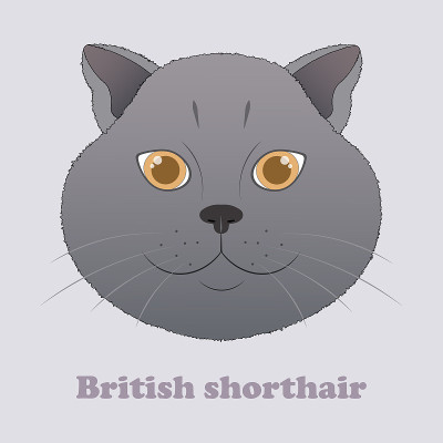 英国短毛猫的猫。印着漂亮的猫。