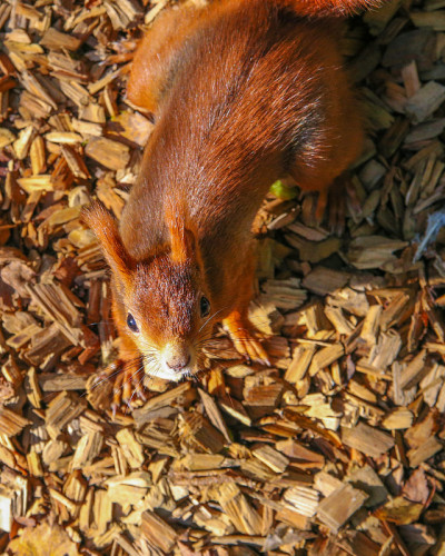 松鼠花栗鼠