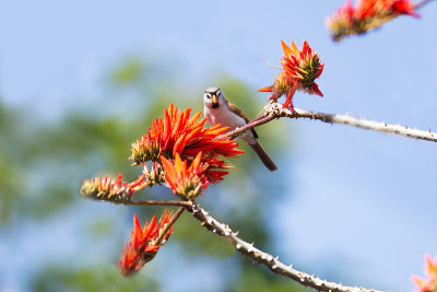 头-头鹦嘴鱼(Psittiparus gularis)