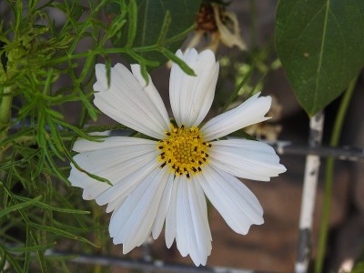 美丽的花朵