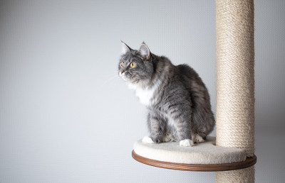 猫抓柱