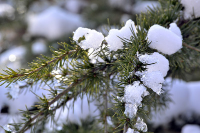 雪在翠绿的松枝上