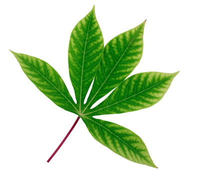 在白色背景上分离的木薯叶