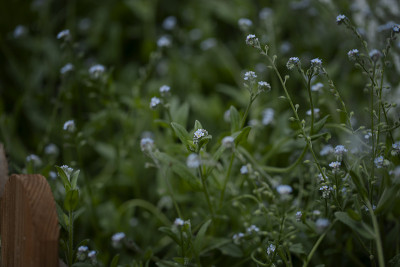 勿忘我花草地。