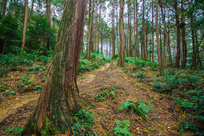 高大的树木和绿色的蕨类在东山山道