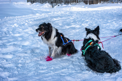 在瑞典的拉普兰(Lapland)，两只麦肯齐河哈士奇(Mackenzie River Husky)狗