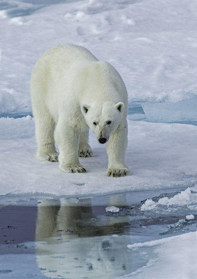 北极熊(Ursus maritimus)是一种原产于北极圈及其周围海域的北极熊。