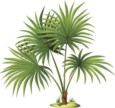 Washingtonia强劲