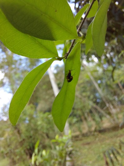树叶上的昆虫