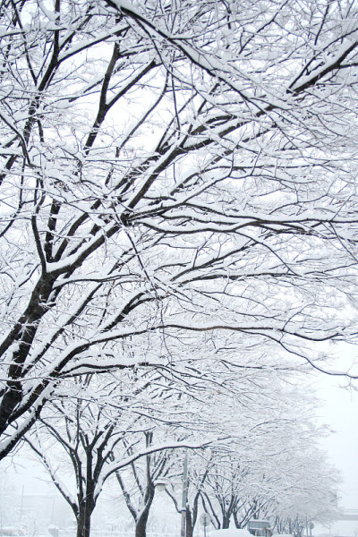下雪天的公园风景。