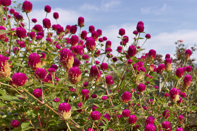 花