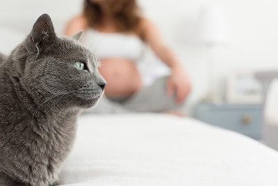 猫和母亲