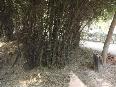 动物园的植被