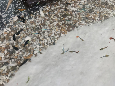 Fish aquarium
