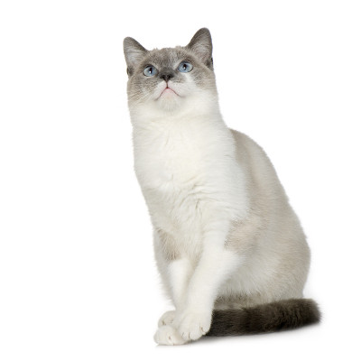 美国布偶猫(6个月)