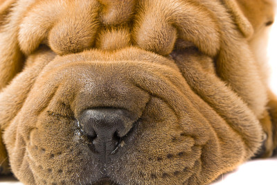 Sharpei狗