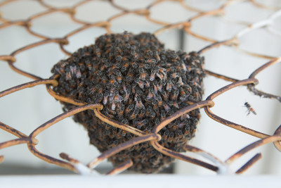 蜜蜂在生锈的钢格栅上筑巢