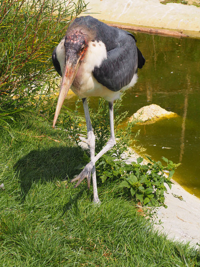 鹳(学名:Leptoptilos crumeniferus)