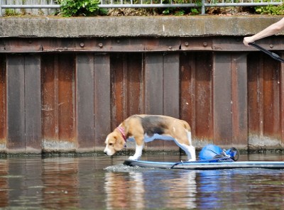 小猎犬在划水板上望着水面