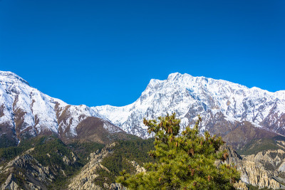 雪山和一棵针叶树，尼泊尔。