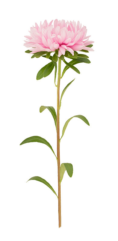 粉红色紫菀花孤立在白色上