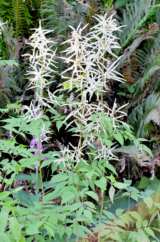 Goatsbeard