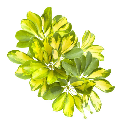 孤立的矮伞树的叶子