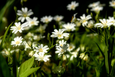 白花草甸毛蕊