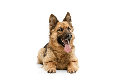 可爱的牧羊犬摆出孤立的白色背景