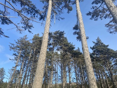 松树