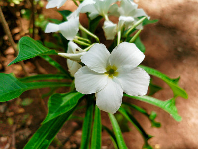 近距离观看洁白的茉莉花。花园里美丽的花朵